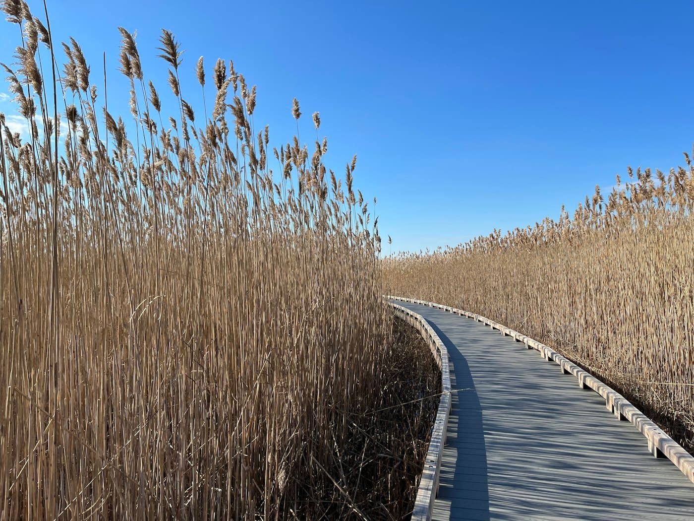 A path winding through tall grasses
